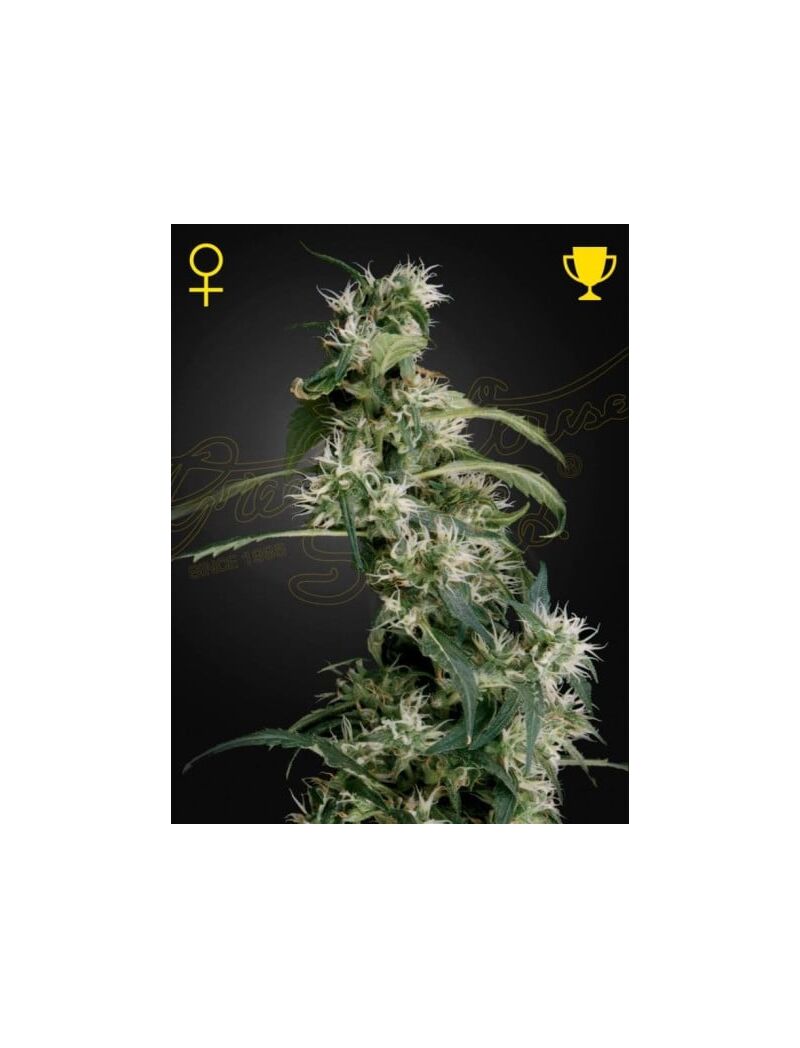 Arjan's Ultra Haze 2, Фасовка: 1